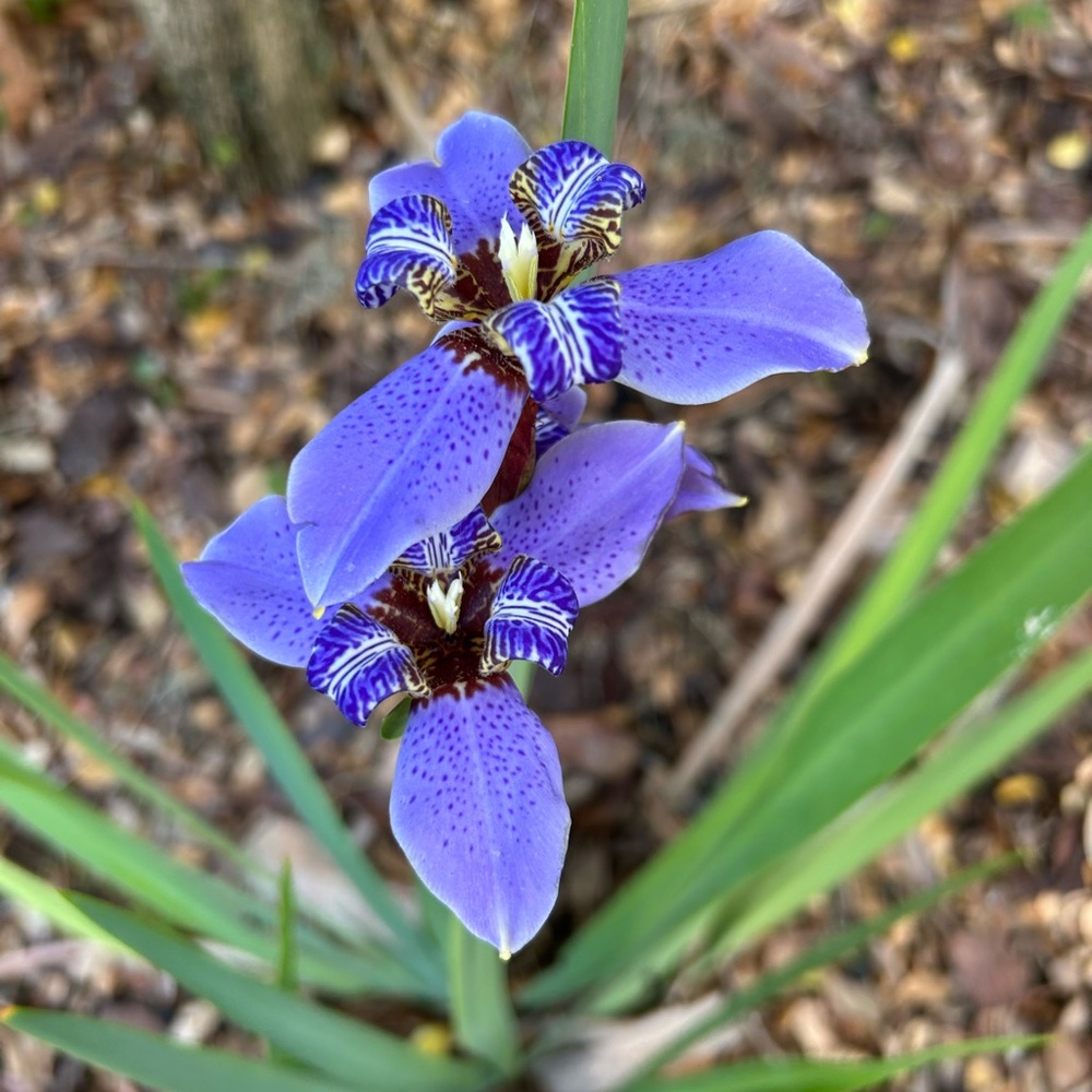 Meet your Posher, kstar